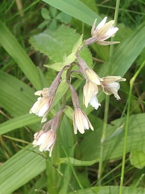 photo of Marsh Helleborine