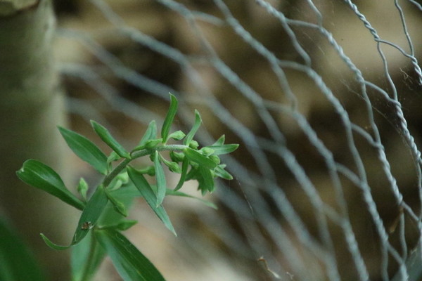photo of Broad Leaved Helleborine