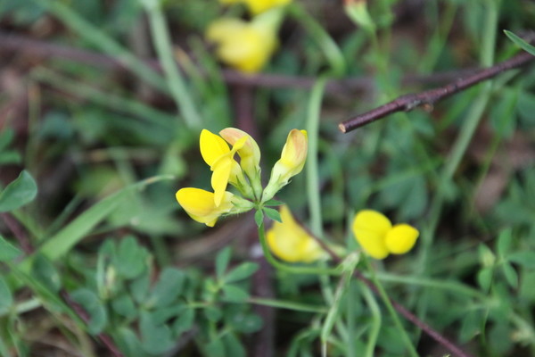 photo of Bird's Foot Trefoil