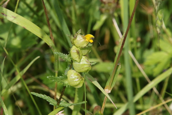 photo of Yellow Rattle