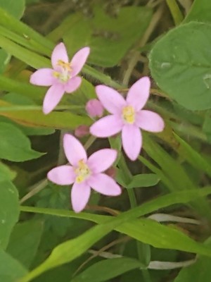 photo of Common Centaury