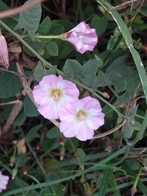 photo of Field Bindweed