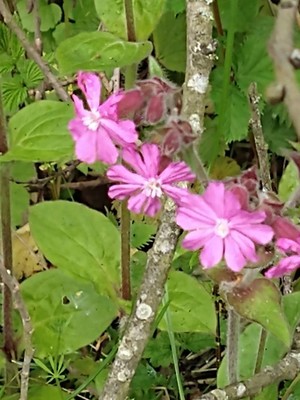 photo of Red Campion
