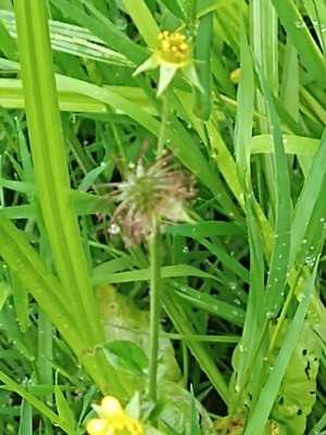 photo of Wood Avens