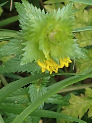 photo of Yellow Rattle