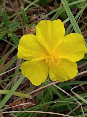 photo of Common Rockrose