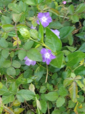 photo of Greater Periwinkle