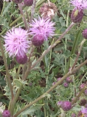 photo of Creeping Thistle