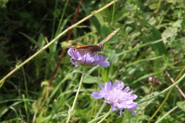 photo of Field Scabious