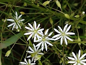 photo of Lesser Stitchwort