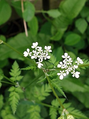 photo of Cow Parsley