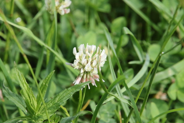 photo of White Clover