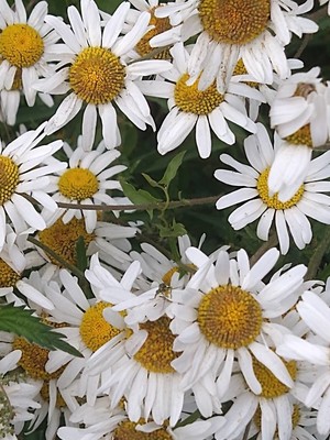 photo of Oxeye Daisy