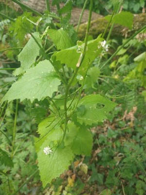 photo of Garlic Mustard