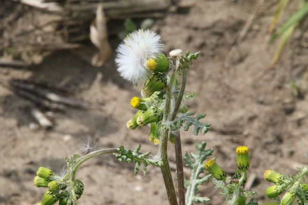photo of Groundsel
