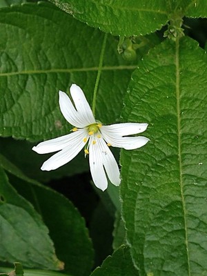 photo of Greater Stitchwort