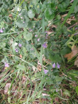 photo of Ground Ivy