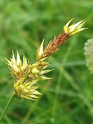 photo of Sand Sedge