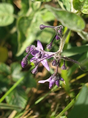 photo of Bittersweet