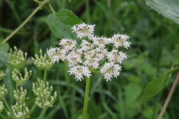 photo of Hogweed