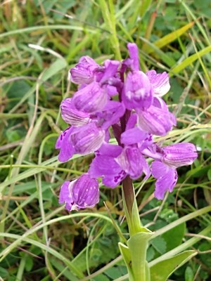 photo of Green Winged Orchid