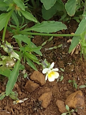 photo of Field Pansy