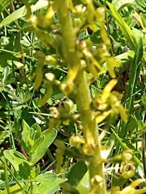 photo of Common Twayblade