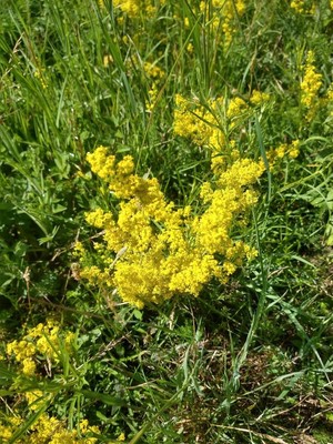 photo of Lady's Bedstraw