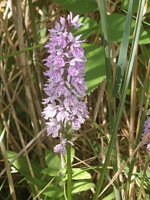 photo of Common Spotted Orchid