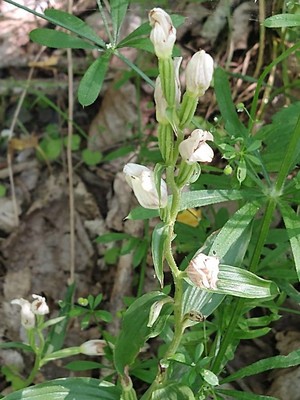 photo of White Helleborine