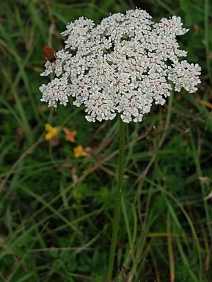 photo of Wild Carrot