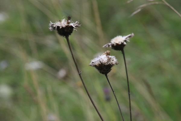 photo of Greater Knapweed