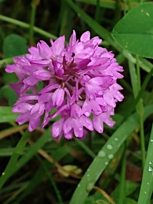 photo of Pyramidal Orchid