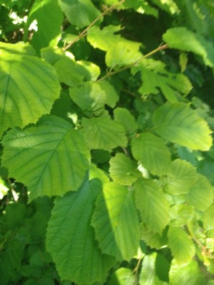 photo of Beaked Hazel