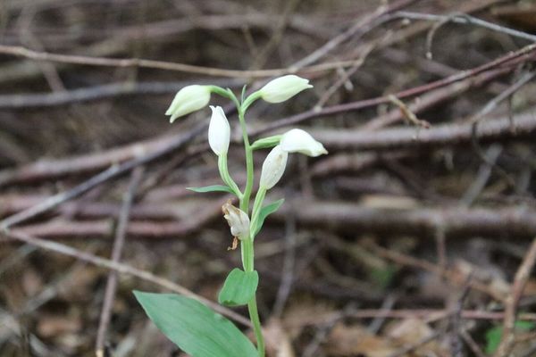 photo of White Helleborine