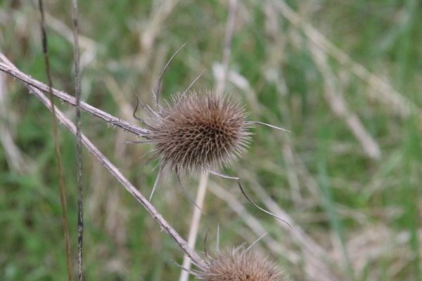 photo of Teasel
