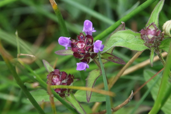 photo of Selfheal