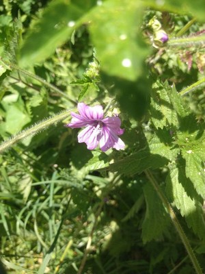 photo of Common Mallow