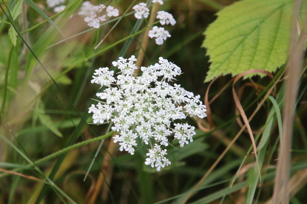 photo of Wild Carrot