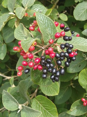 photo of Wayfaring Tree