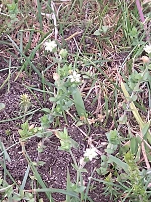 photo of Thyme Leaved Sandwort
