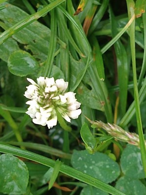 photo of White Clover