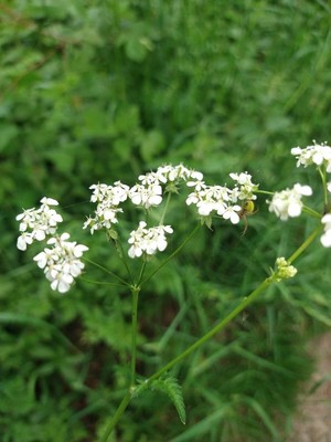 photo of Cow Parsley