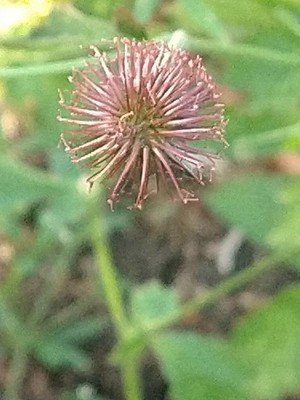 photo of Wood Avens