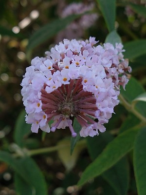 photo of Butterfly Bush