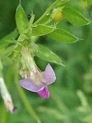 photo of Common Vetch
