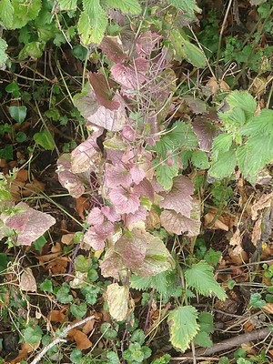 photo of Garlic Mustard