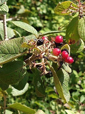 photo of Wayfaring Tree