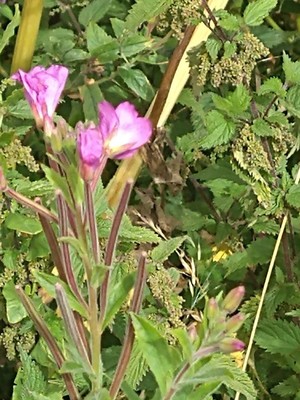 photo of Great Willowherb