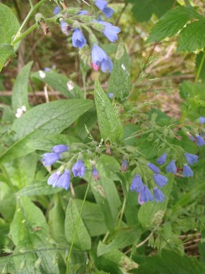 photo of Caucasian Comfrey